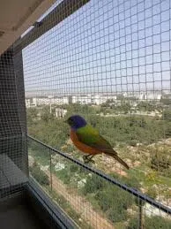 KUŞ FİLESİ